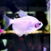 Тернеция карамель Glofish ассорти